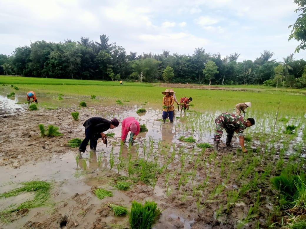 Babinsa Barabai Dampingi Petani Tanam Padi, Dukung Swasembada Pangan
