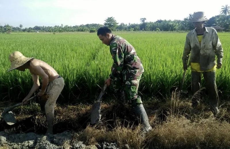 Turun Kesawah Babinsa Telaga Langsat, Lakukan Pendampingan Kepada Petani Sukseskan Ketahanan Pangan