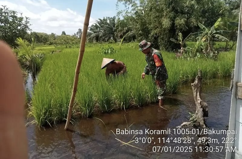 Babinsa Koramil 01/Nakumpai Bantu Petani Bakumpai: Meningkatkan Produktivitas Pertanian dan Kesejahteraan Masyarakat