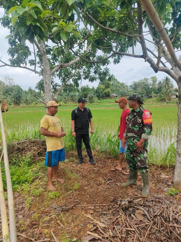 Personal Kodim 1009/Tla Bersama Petugas Penyuluh Pertanian Terus Monitoring Perkembangan Tanaman Padi Di Tanah Laut