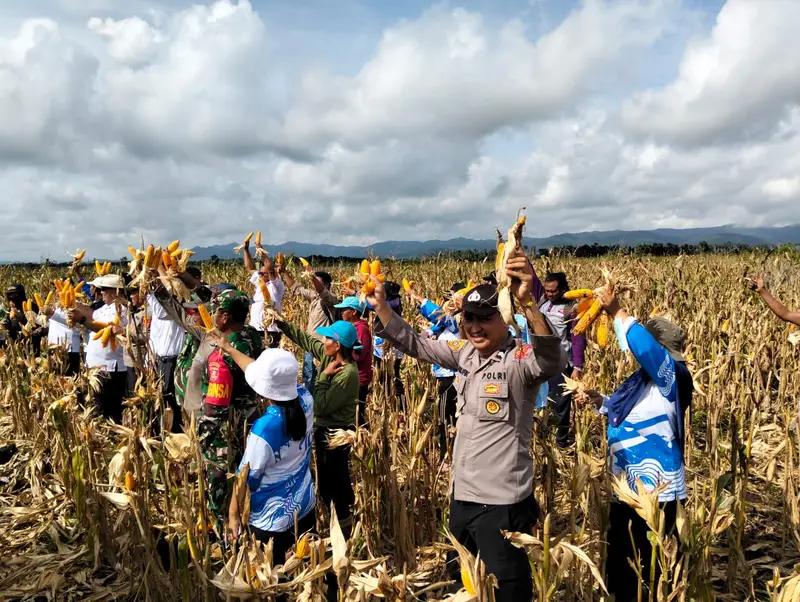 Selalu Ada Bersama Warga Binaan, Babinsa Koramil 01/Segah Bantu Petani Panen Jagung