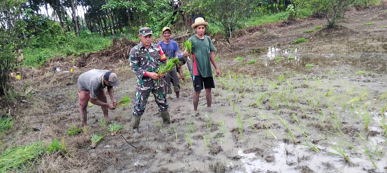 TNI Hadir di Tengah Masyarakat, Bantu Tingkatkan Kesejahteraan Petani