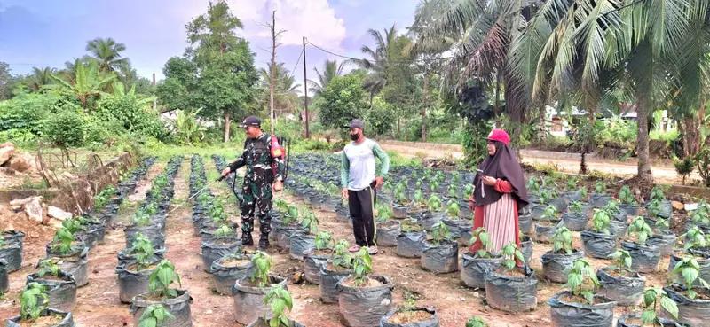 Babinsa Koramil 0908-03/Anggana Dampingi Petani Merawat Tanaman Cabe