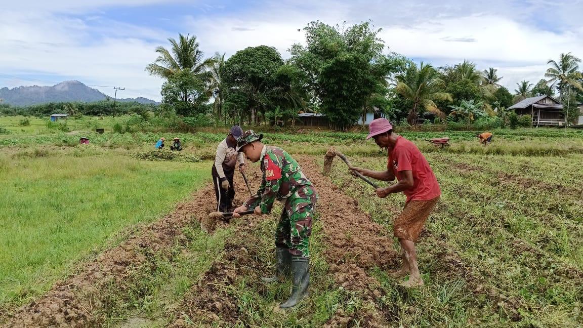 Babinsa Sertu Sutarno Dampingi Petani Panen Ubi Jalar di Desa Panca Agung