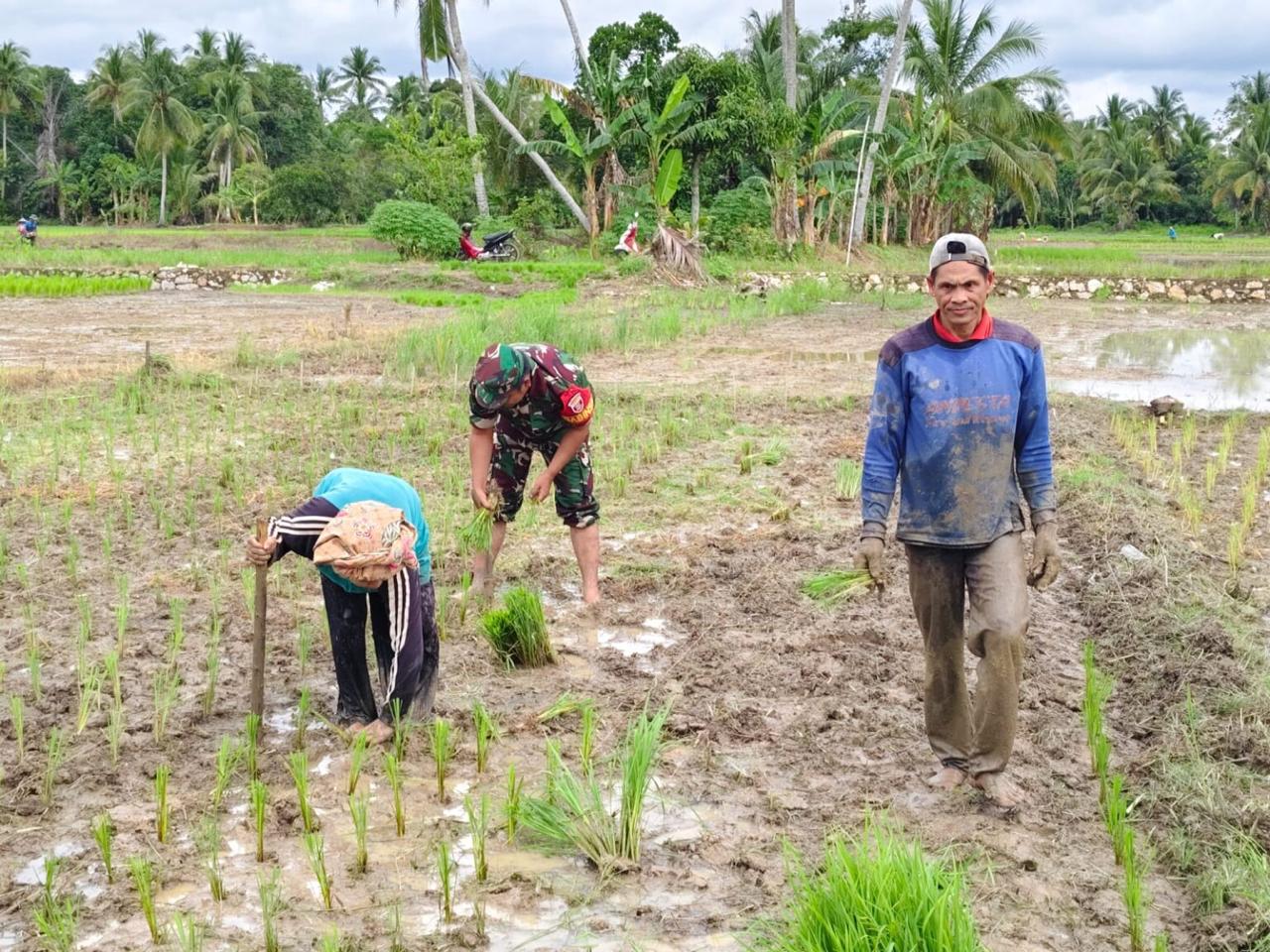 TNI Hadir di Tengah Petani, Babinsa Koramil 1008-05/Kelua Berikan Pendampingan di Desa Takulat
