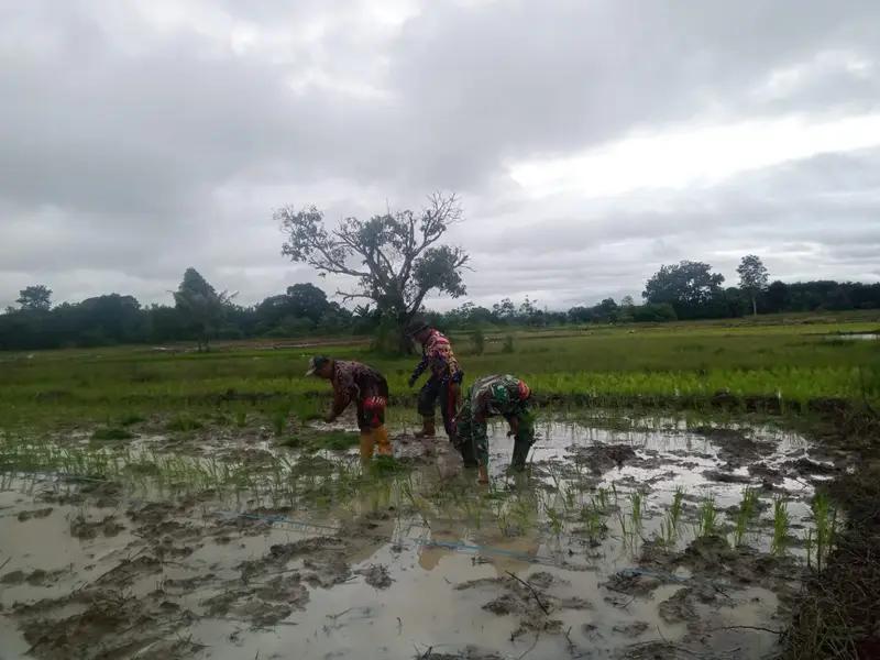 TNI Peduli Petani: Babinsa Batumandi Lakukan Pendampingan Menanam Padi