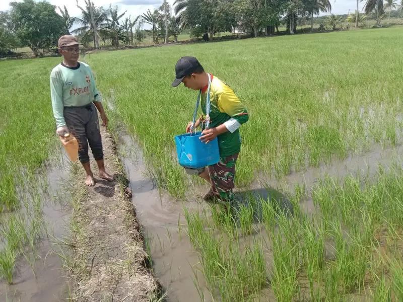 Babinsa Koramil 0908-02/Muara Badak Turun Langsung Ke Sawah Bantu Petani Memupuk Tanaman Padi