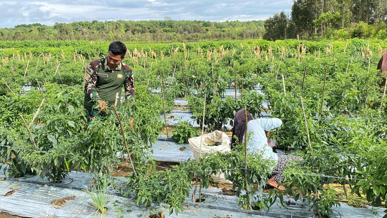 Selain Petani Padi Babinsa Kodim 1009/Tanah Laut Juga Melaksanakan Pendampingan Kepada Semua Petani Di Wilayah Desa Binaan