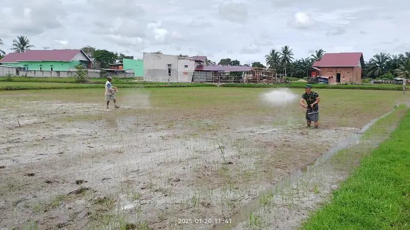 Dukung Ketahanan Pangan, Babinsa Sidorejo Bantu Petani Pupuk Tanaman Padi