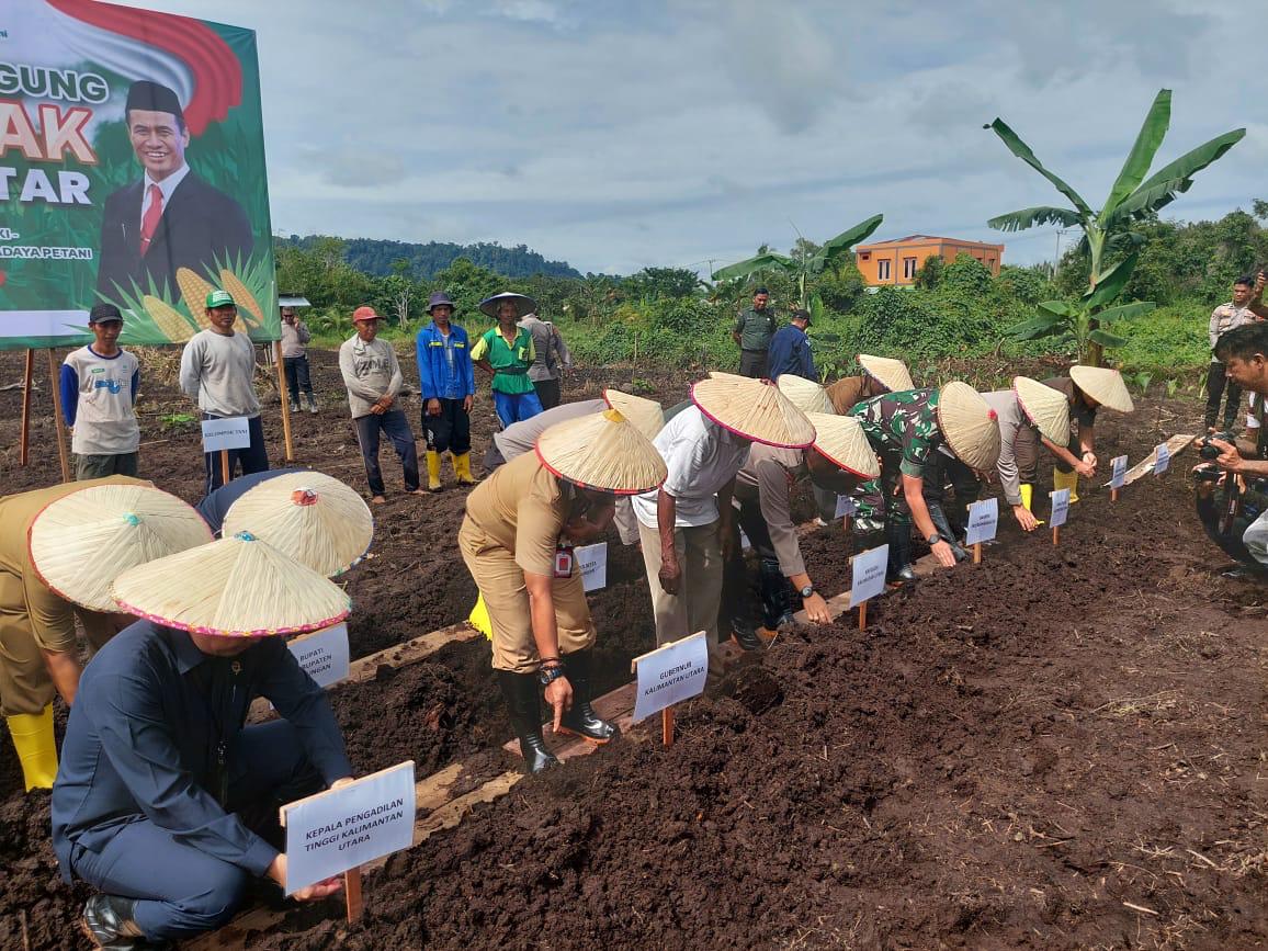 Penanaman Jagung Serentak Satu Juta Hektar di Bulungan: Upaya Mendukung Swasembada Pangan 2025