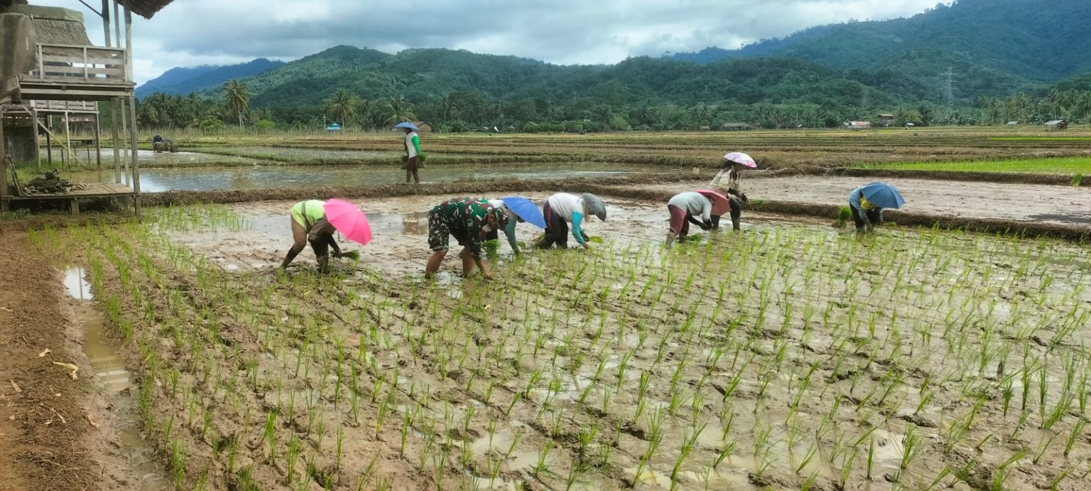 Dukung Ketahanan Pangan, Babinsa Koramil 1008-01/Muara Uya Dampingi Petani Tanam Padi di Desa Mangkupum