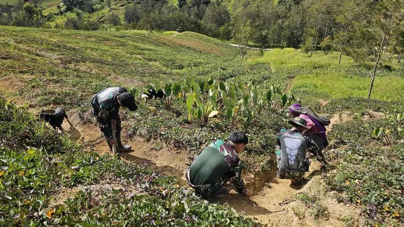 Yonif 614/Raja Pandhita Berkontribusi pada Ketahanan Pangan Masyarakat Papua Pegunungan