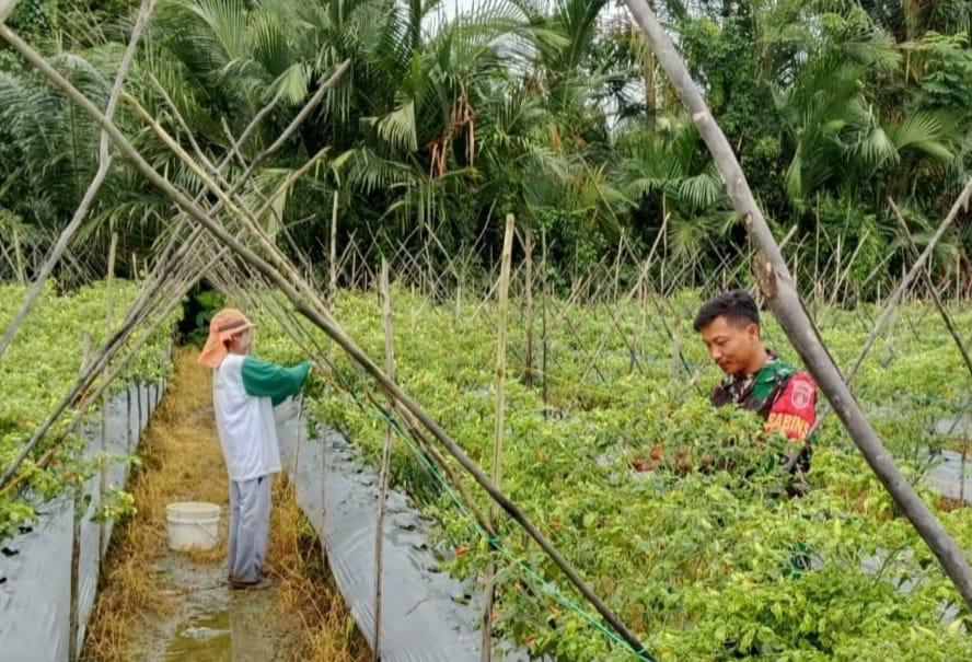 Hadapi Tantangan Cuaca Ekstrem, Babinsa Bantu Petani Cabai