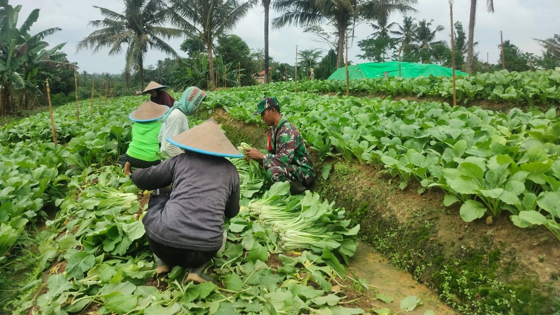 Babinsa Bersama Warga Petani Lakukan Panen Sayuran Sawi untuk Wujudkan Ketahanan Pangan