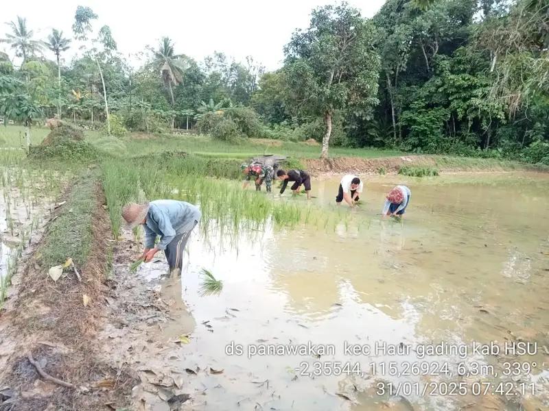 Meningkatkan Produksi Padi: Babinsa Bersama Petani Tanam Padi di Haur Gading