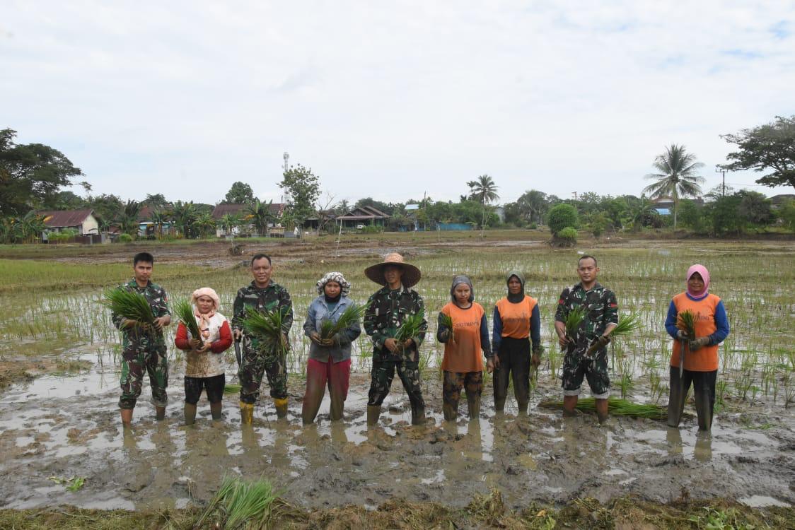 Inovasi Pertanian di Kodim 1002/HST: Tanam Padi Varietas Siam untuk Peningkatan Produksi