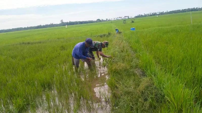 Turun Langsung Ke Sawah, Babinsa Saloloang Dampingi Petani Bersihkan Rumput Liar