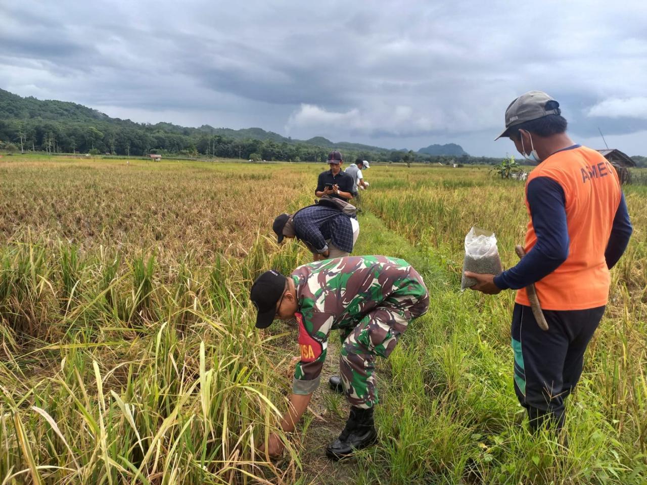 Jaga Ketahanan Pangan, Babinsa Koramil 03/Haruyan dan PPL Berantas Hama Tikus di Lahan Pertanian
