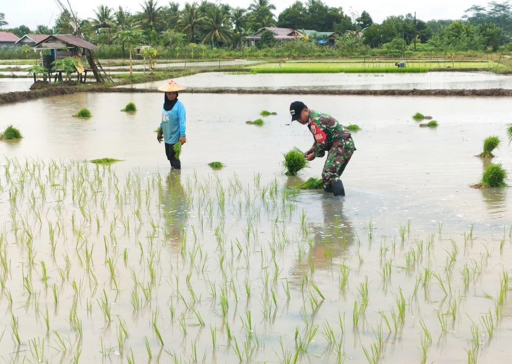 Babinsa Jonggon Desa Turun ke Persawahan, Perkuat Ketahanan Pangan di Wilayah