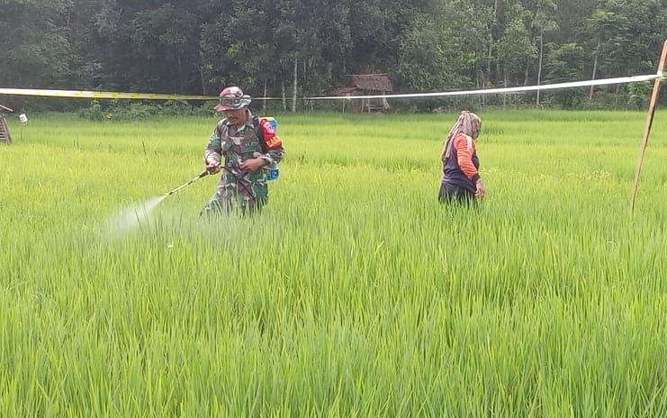 Babinsa Batu Benawa Aktif Dukung Swasembada Pangan, Dampingi Petani Semprot Padi