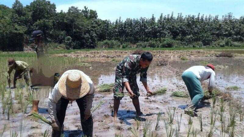 Mewujudkan Swasembada Pangan Nasional Personel Kodim 1009/Tla Terus Melaksanakan Pendampingan Kepada Petani Guna