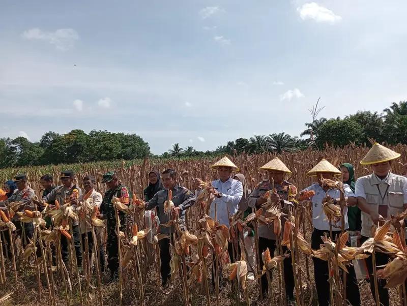 Dukung Ketahanan Pangan ,Danramil 0913-02/Waru Hadiri Panen Perdana Jagung bersama Pemkab dan Polres PPU