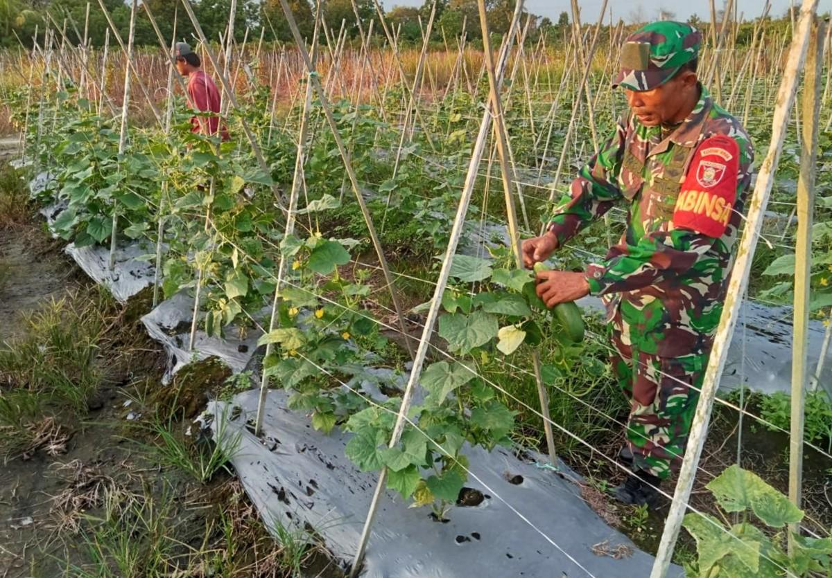 Dukung Ketahanan Pangan Desa, Babinsa Bunga Jadi Lakukan Pendampingan Kepada Petani Hortikultura