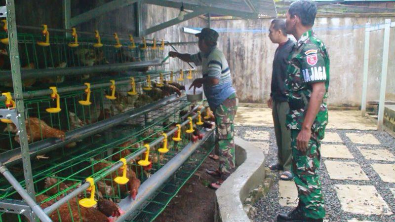 Gencar Dukung Program Ketahanan Pangan Nasional, Kodim 1001/HSU-BLG Kembangkan Budidaya Ayam Petelur-Ikan Konsumsi