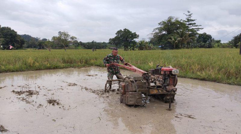 Babinsa Koramil 0903-04/Tpu Dampingi Petani dalam Tanam Ulang Padi di Desa Karang Agung