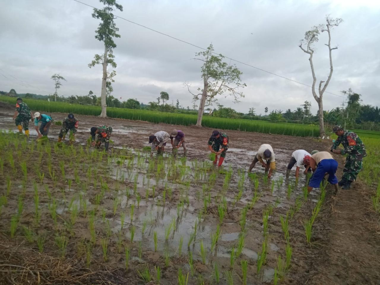 Sinergi TNI AD dan Petani Labuan Amas Selatan Wujudkan Ketahanan Pangan