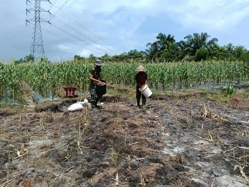Dukung Program Hanpangan Babinsa Koramil 01/Penajam Bantu Tanam Jagung Manis