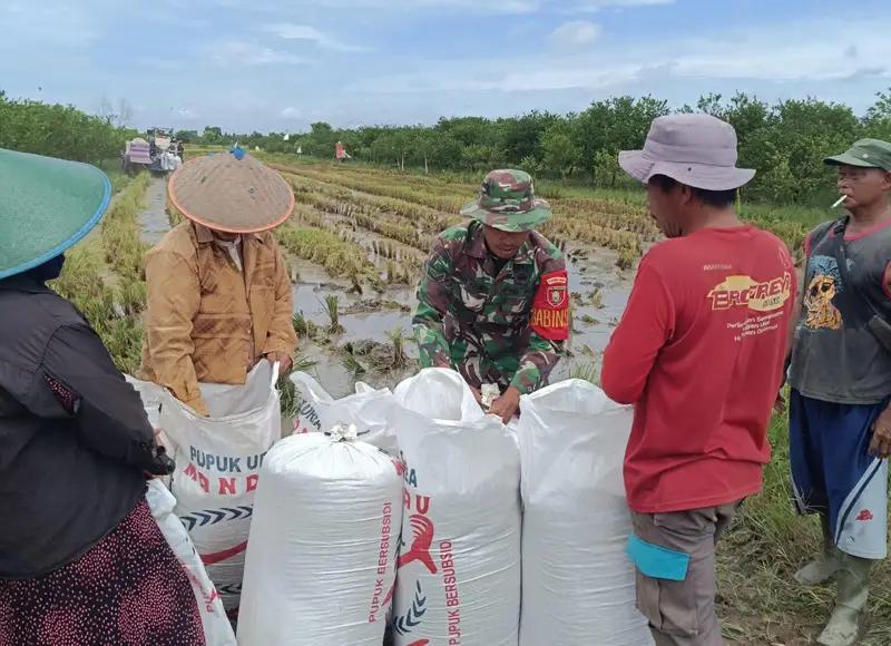 Babinsa Koramil 1005-05/Mandastana Bantu Petani Panen Padi di Desa Karang Bunga