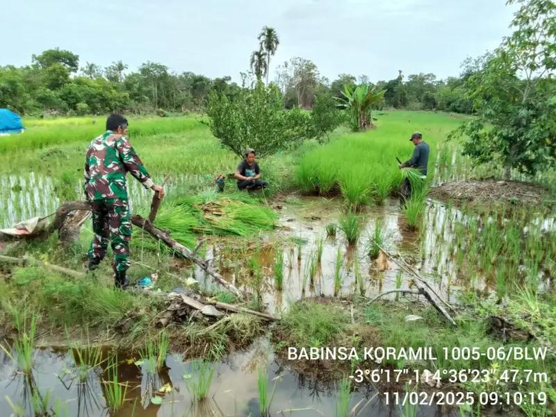 Babinsa Koramil 1005-06/Belawang Dukung Program Swasembada Pangan Nasional