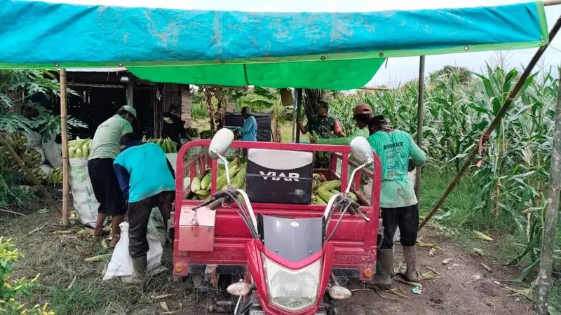 Sebagai Wujud Ketahanan Pangan, Babinsa Koramil 03/Babulu Panen Jagung Bersama Petani