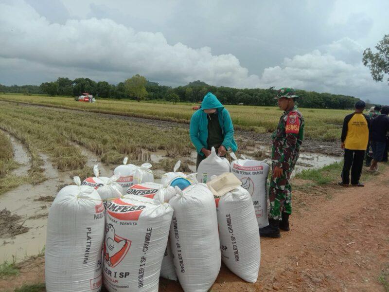 Personel Kodim 1009/Tanah Laut Hadiri Syukuran Panen Padi Bersama Kelompok Tani Bangun Bersama Dua