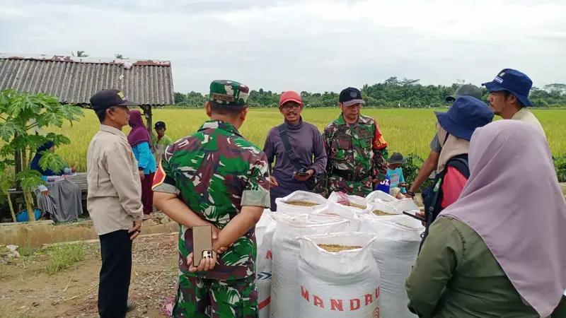 Harga Gabah Sesuai Kebijakan, Danramil 0908-03/Anggana Bersama Babinsa Turun Langsung Ke Lapangan Lakukan Pengecekan dan Pengawasan