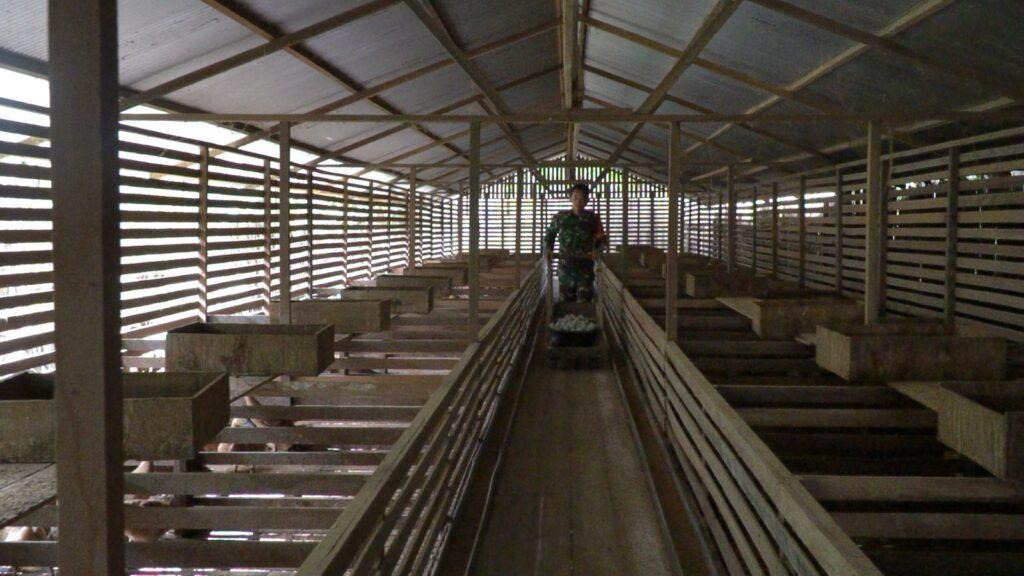 Kisah Inspiratif Serda Dani Abdul Hadi dalam Mengembangkan Usaha Beternak Bebek Petelur