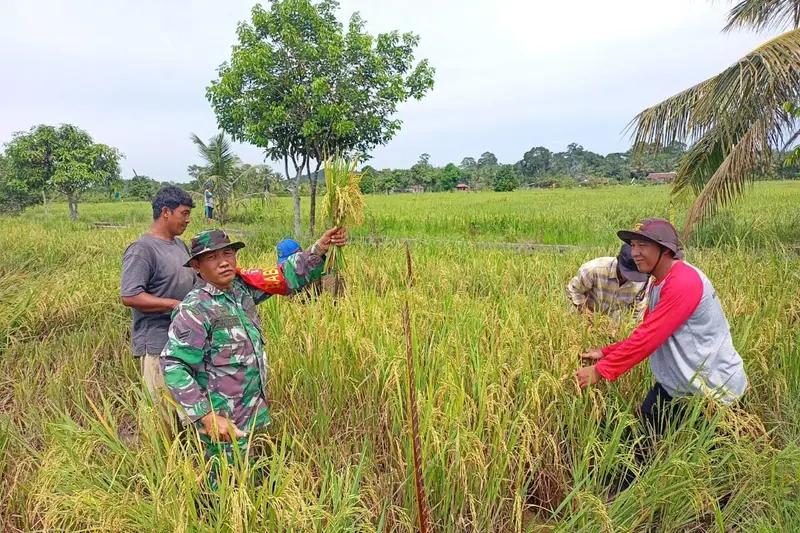 Wujudkan Ketahanan Pangan, Babinsa Koramil 0908-03/Anggana Dampingi Petani Panen Padi