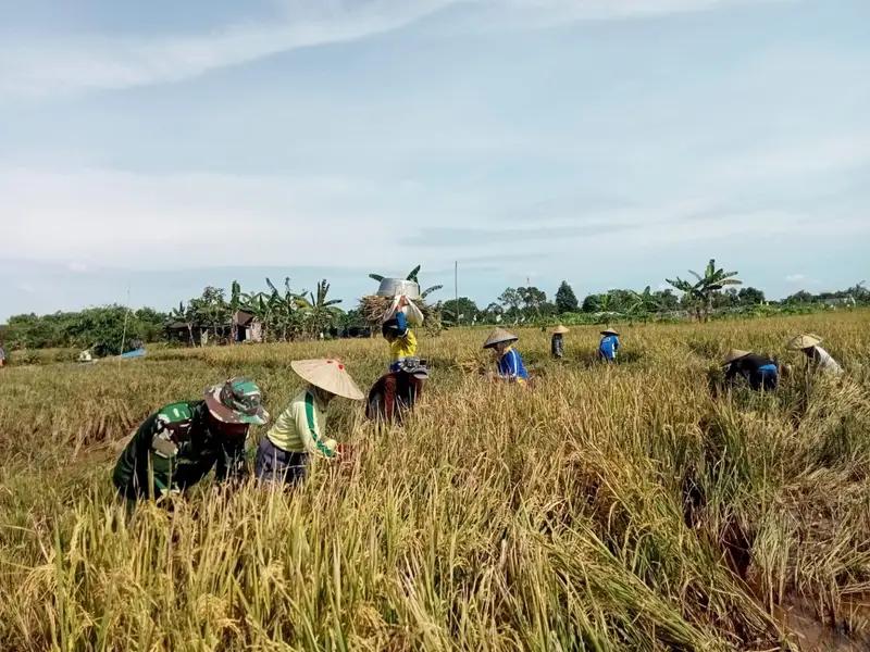 Dukung Ketahanan Pangan, Babinsa Koramil 0908-03/Anggana Dampingi Petani Panen Padi