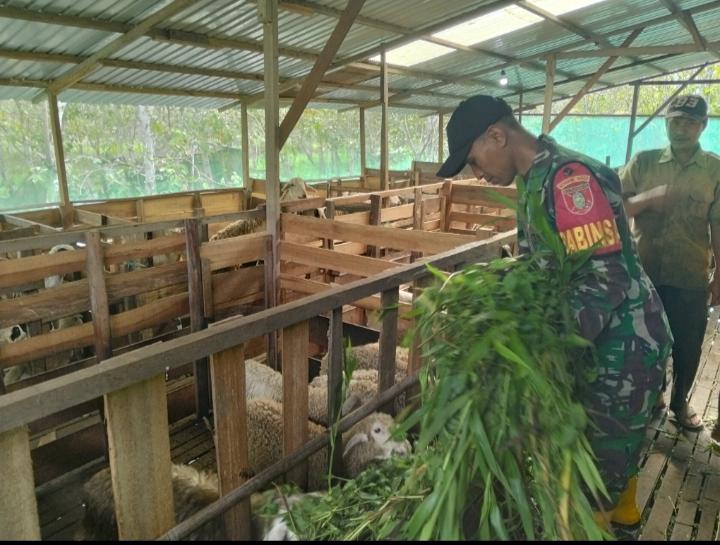 Sertu Edy Karyani Sukses Beternak Kambing, Raih Omzet Puluhan Juta Rupiah