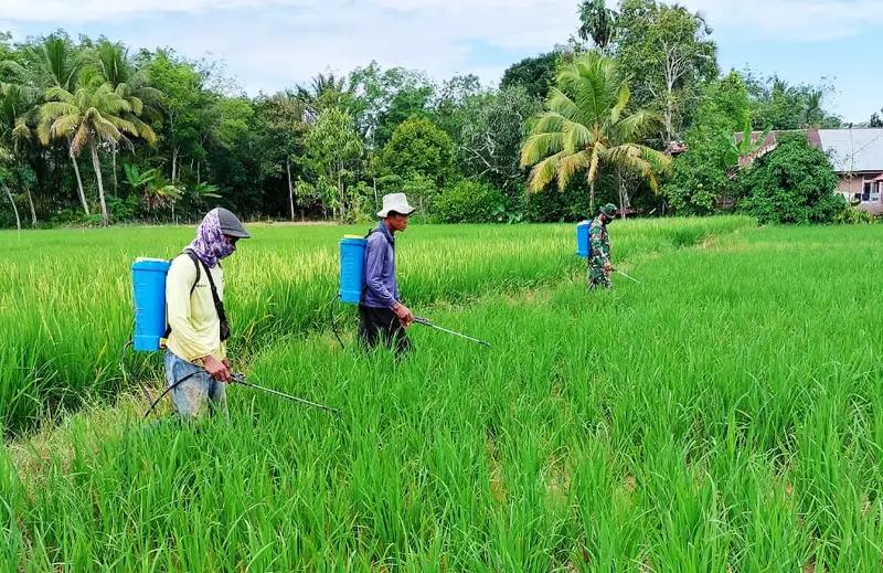 Babinsa Koramil 1003-02/Padang Batung Turun Ke Sawah Bantu Petani