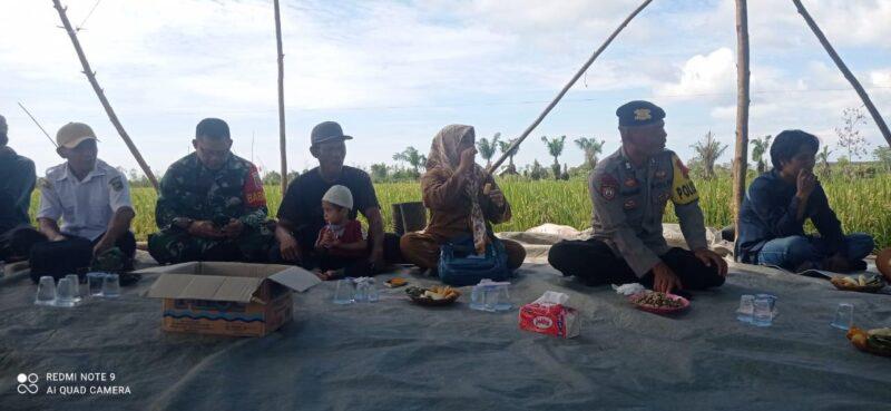 Personel Kodim 1009/Tanah Laut Hadiri Syukuran Panen Raya Padi Di Desa Kebun Raya Kecamatan Kintap