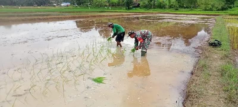 Babinsa Koramil 0913-04/Sepaku Bantu Petani Tanam Padi