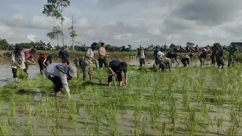 Koramil 1010-01/Bungur Bersinergi dalam kegiatan Tanam Padi Balicak di Desa Keramat
