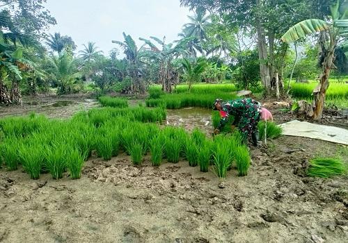 Tingkatkan Produktivitas Pertanian, Babinsa Koramil 1002-05/Pandawan Dampingi Petani Cabut Semaian Padi