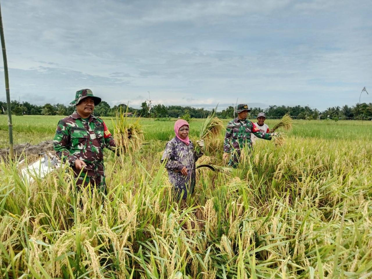 Dukungan Nyata Babinsa HST: Bantu Petani Rijali Panen Padi 0,5 Hektar