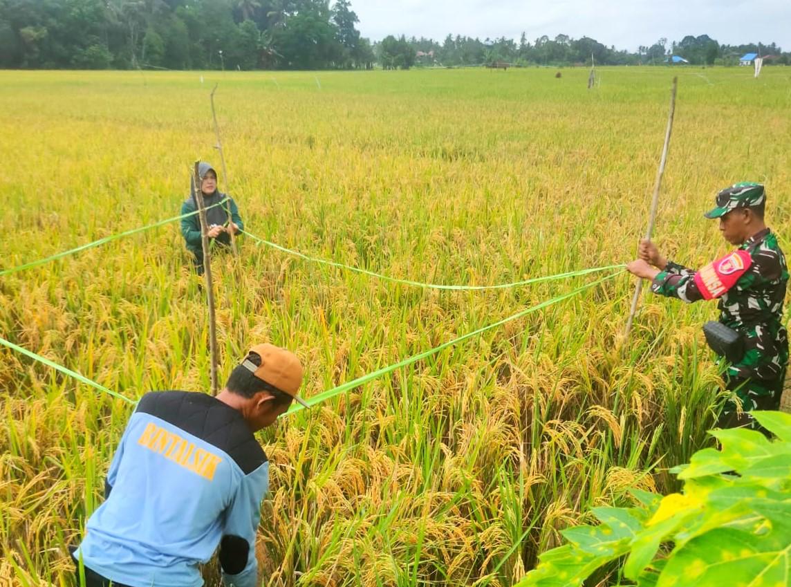 Perkirakan Produksi Pertanian, Babinsa Sumbersari Dampingi Kegiatan Ngubin di Kelompok Tani Sri Rezeki