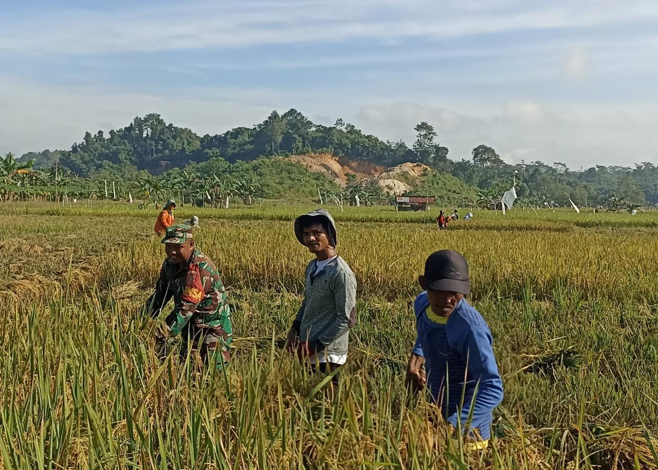 Babinsa Makroman Laksanakan Pendampingan dan Bantu Petani Panen Padi