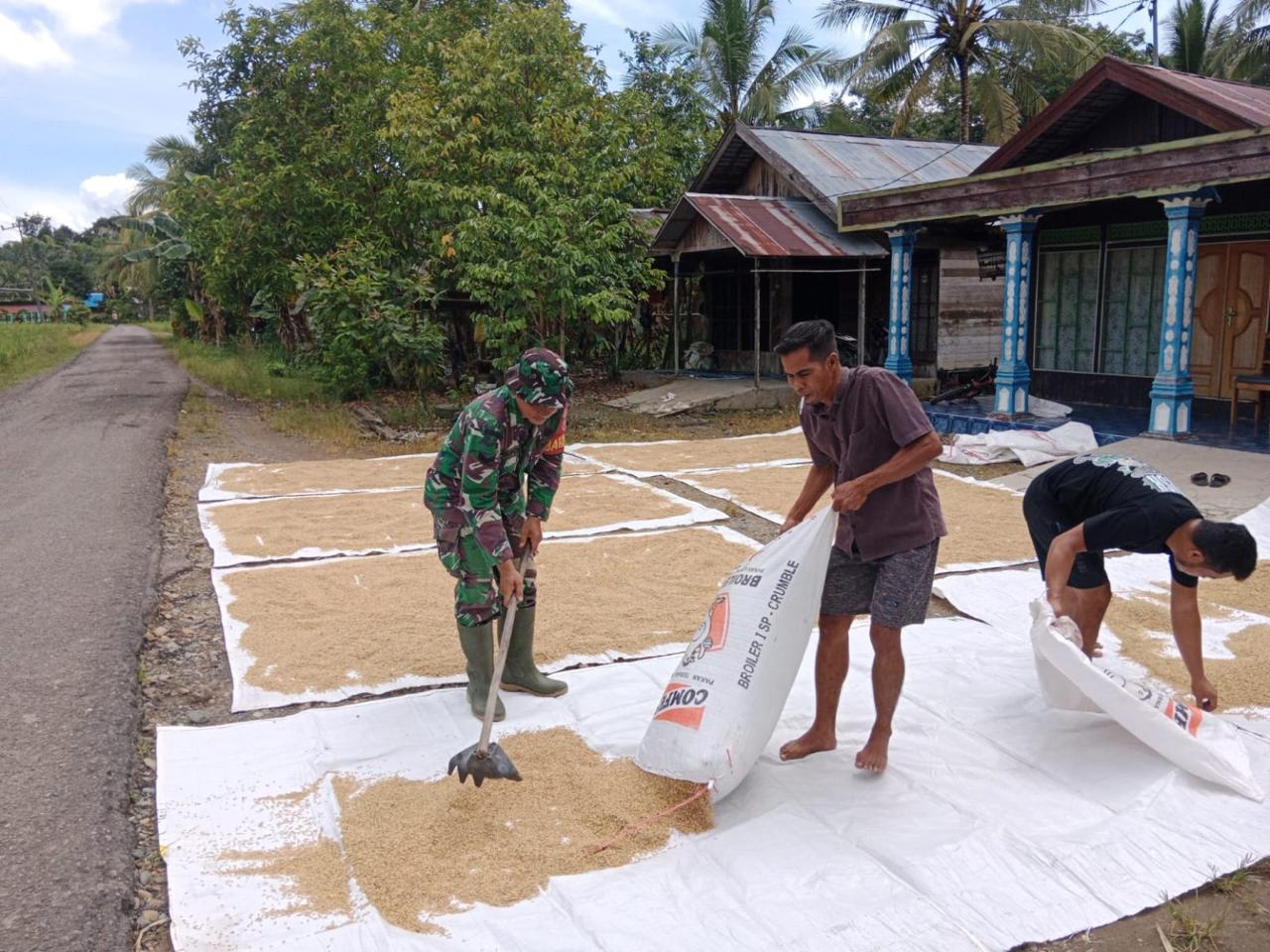Babinsa Koramil 1002-08/Labuan Amas Utara, Bantu Warga Jemur Padi di Tengah Upaya Peningkatan Ketahanan Pangan
