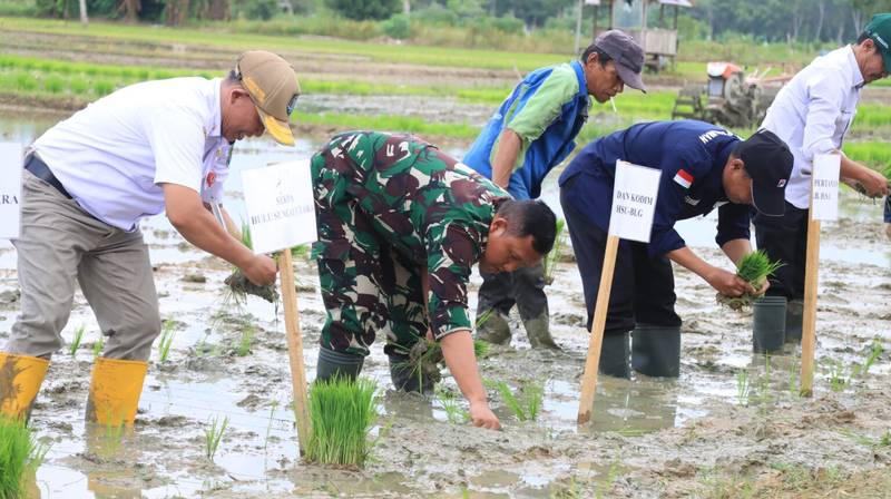 Dandim 1001/HSU-BLG Dukung Swasembada Pangan, Ikuti Gerakan Tanam Padi Serentak Bersama Presiden